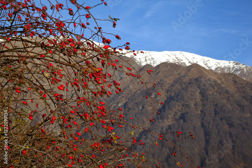 A red rosehip fruit ripening in the forest in front of the snow-capped mountains. Red, ripe berries of wild Rosa canina grow against the backdrop of mountains and a lake on a cloudy snowy day photo