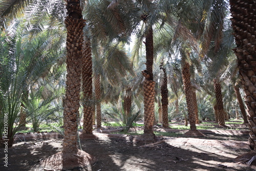 Big date trees in the date garden in Medina, Saudi Arabia. photo