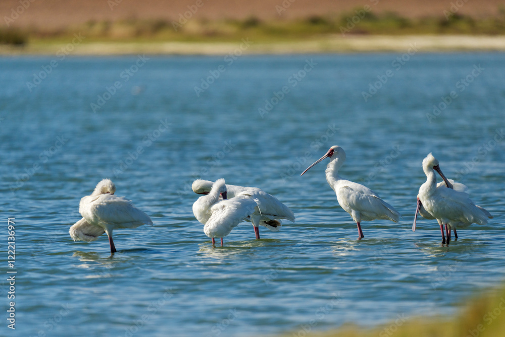 African spoonbill (Platalea alba) flock in a natural lake in the Nuwejaars Wetlands. Overberg, Western Cape. South Africa. African spoonbill (Platalea alba) flock in a natural lake in the Nuwejaars Wetlands. Overberg, Western Cape. South Africa.