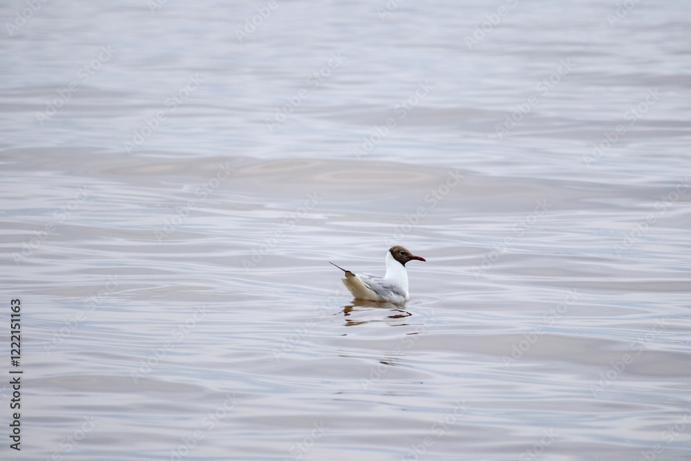 A single seagull swimming in shallow water.
A single seagull swimming in shallow water.