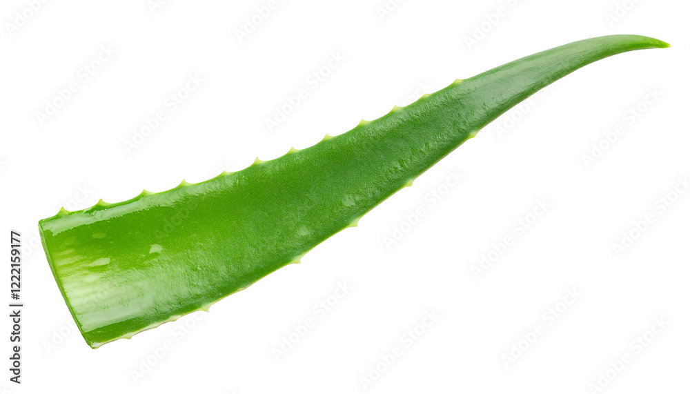 fresh aloe vera leaf closeup with sharp spiky edges on isolated background
fresh aloe vera leaf closeup with sharp spiky edges on isolated background