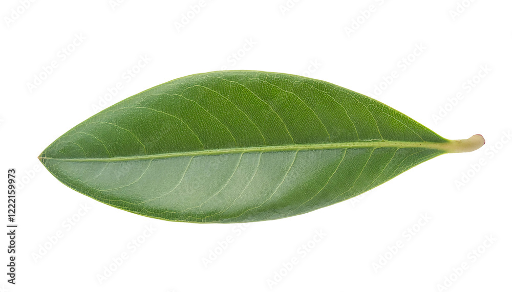 Obraz premium green leaf with visible veins and smooth texture isolated on background for natural and botanical design 
