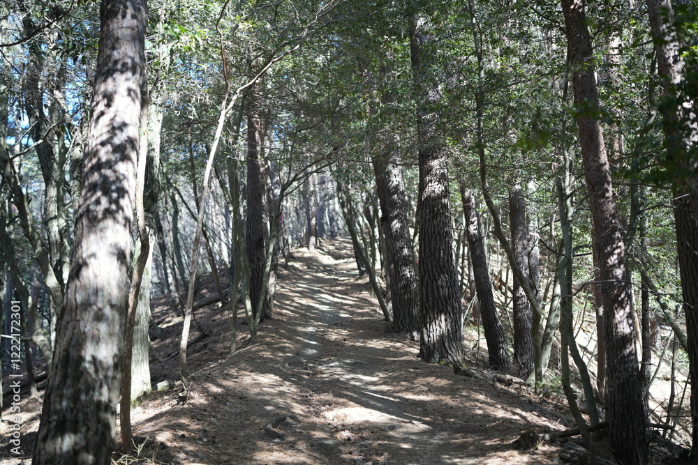 Obraz premium Scenery of mountain trail of Mt.takazuyasan in Komagane City, Nagano Prefecture.