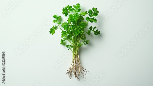 Water dropwort with detailed roots and leaves isolated on a minimalist white surface, perfect for botanical or health themes photo