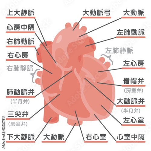 心臓の断面イラスト　前面1