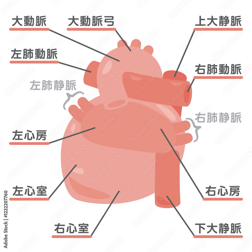 Obraz premium 心臓の構造イラスト 背面1