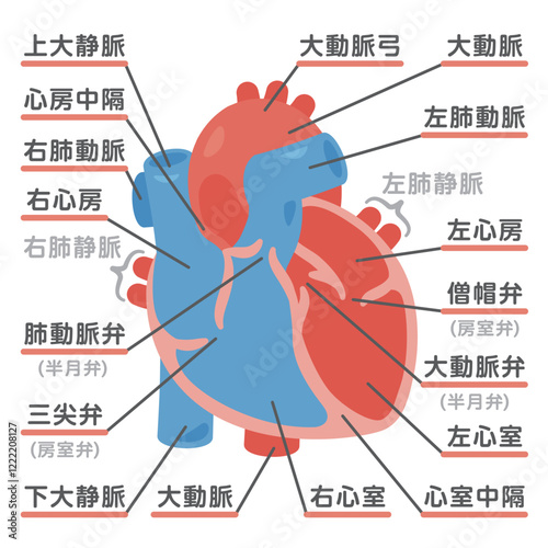 心臓の断面イラスト　前面2