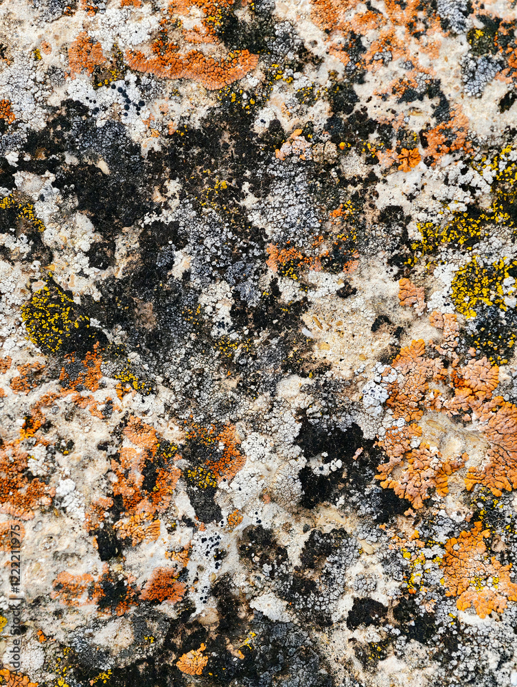 Fototapeta premium Close-up macro photo of Lichens on stone in Altai natural environment.