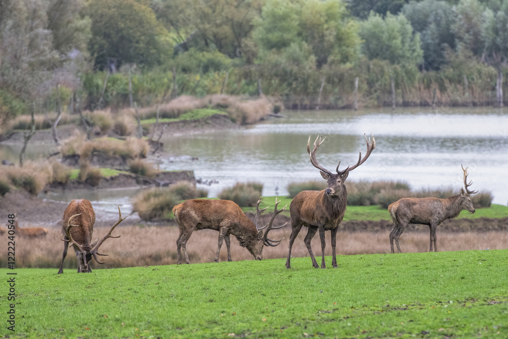 Naklejka premium deer in the meadows rutting period
