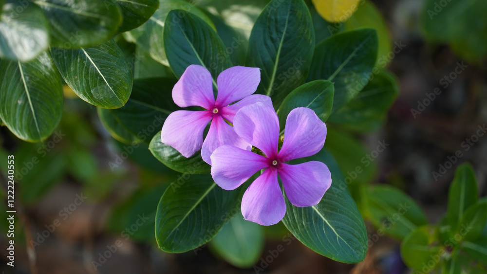 Close-up view of purple madagascar periwinkle, The scientific name is Catharanthus roseus, purple periwinkle flower closeup, Cape Periwinkle, Graveyard plant, Madagascar Periwinkle, Old Maid, closeup Close-up view of purple madagascar periwinkle, The scientific name is Catharanthus roseus, purple periwinkle flower closeup, Cape Periwinkle, Graveyard plant, Madagascar Periwinkle, Old Maid, closeup