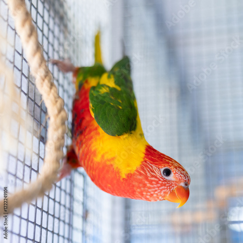 Double factor pied lorikeet in aviary