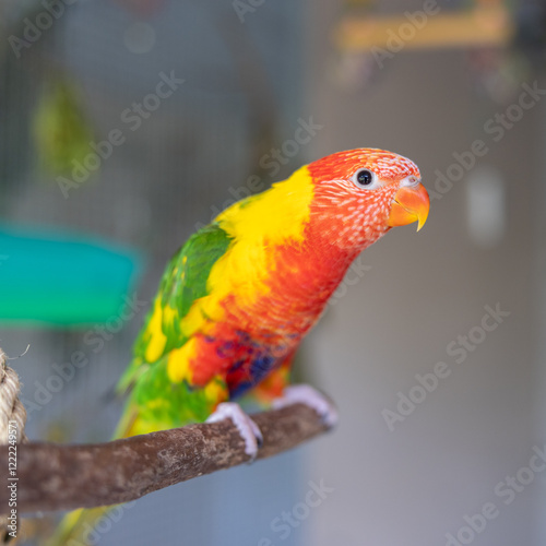 Double factor pied lorikeet perched on branch in aviary photo