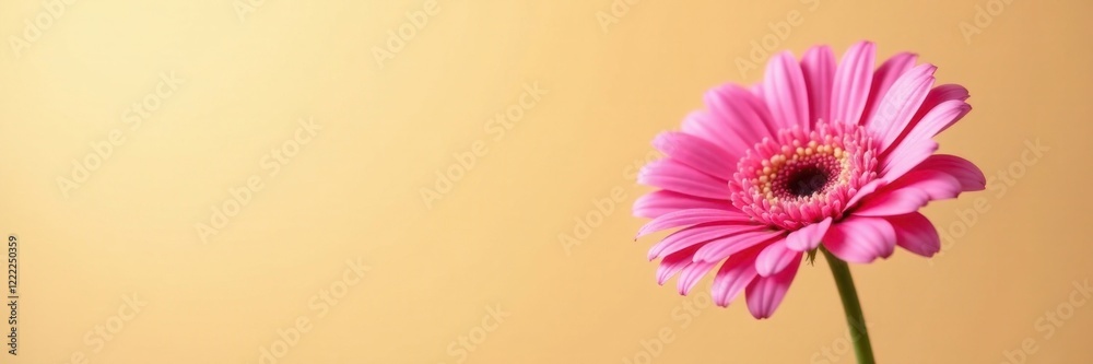 Pink gerbera daisy against warm light beige background, gerbera, petal Pink gerbera daisy against warm light beige background, gerbera, petal
