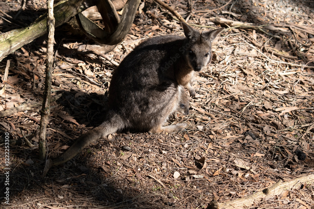 the tammar wallaby has a joey in its pouch the tammar wallaby has a joey in its pouch