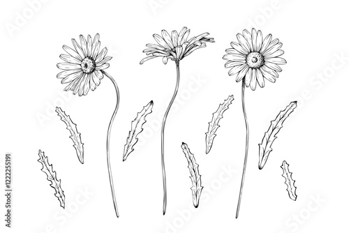 Set of wildflower daisy blooms and leaves separately. Hand drawn vector illustration. Contour drawing. Sketch painted by black inks line on white isolated background. For clipart card logo package
