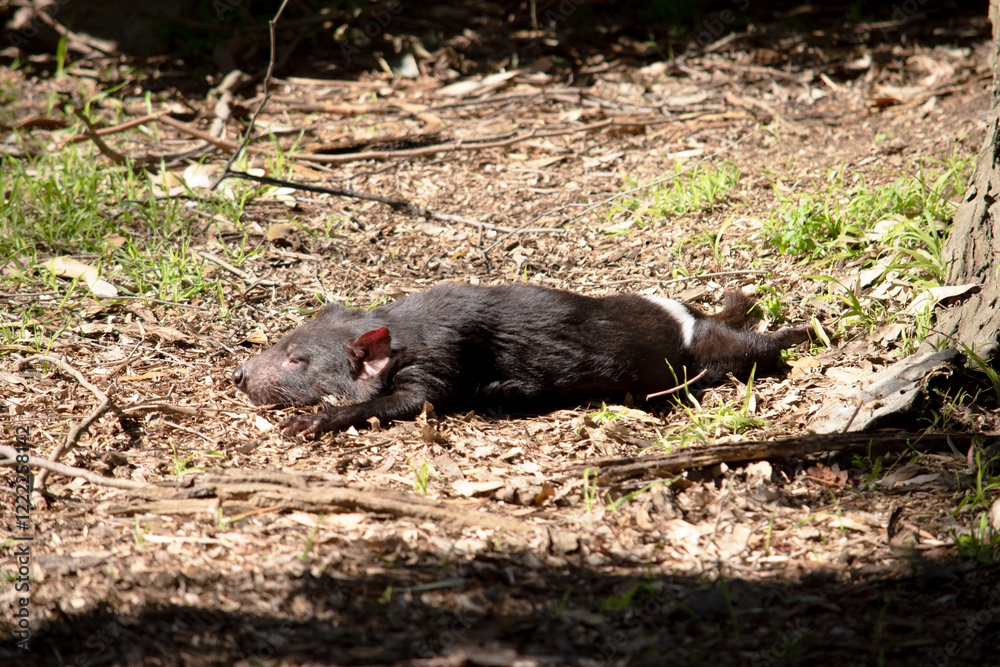 The Tasmanian devil is rest on the ground in the sun The Tasmanian devil is rest on the ground in the sun