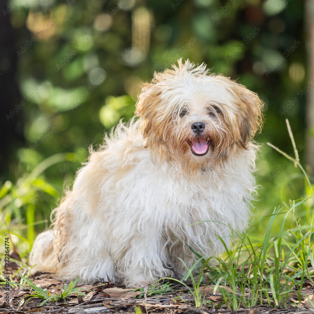 Matted white and tan Maltese in bushland Matted white and tan Maltese in bushland