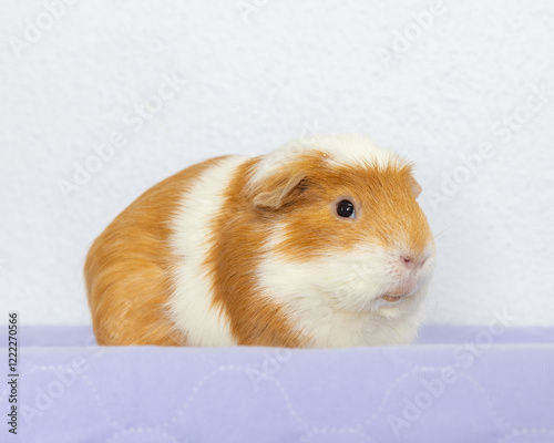 Tan and white guinea pig on purple background