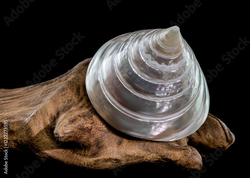 Tectus pyramis pearl shell on driftwood black background photo