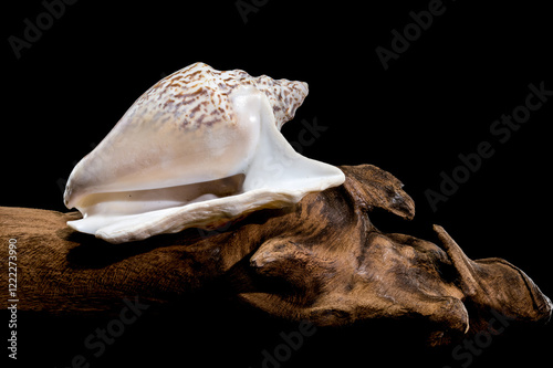 Lobatus raninus seashell on driftwood black background photo