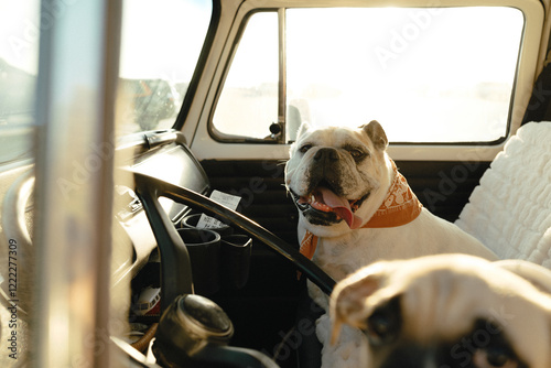 Bulldog copilot ready for the road, basking in the golden sunlight.