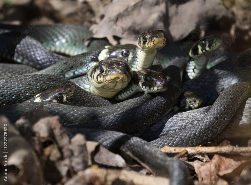 Close up at a Grass snakes curled up stock photo stock photo Close up at a Grass snakes curled up stock photo stock photo