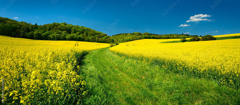 Farm Track through Fields in Spring, Landscape with Rapeseed in Bloom under blue sky