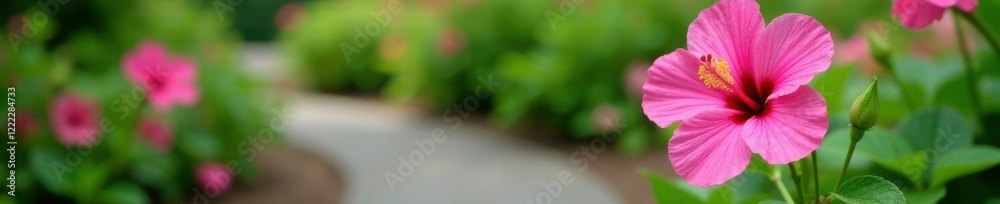 Pink hibiscus flower in a garden with a stone pathway, stone pathway, spring flowers, pink flowers