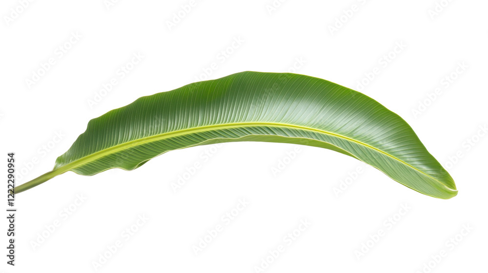 Fototapeta premium Plant leaves green nature tropical forest on transparent background