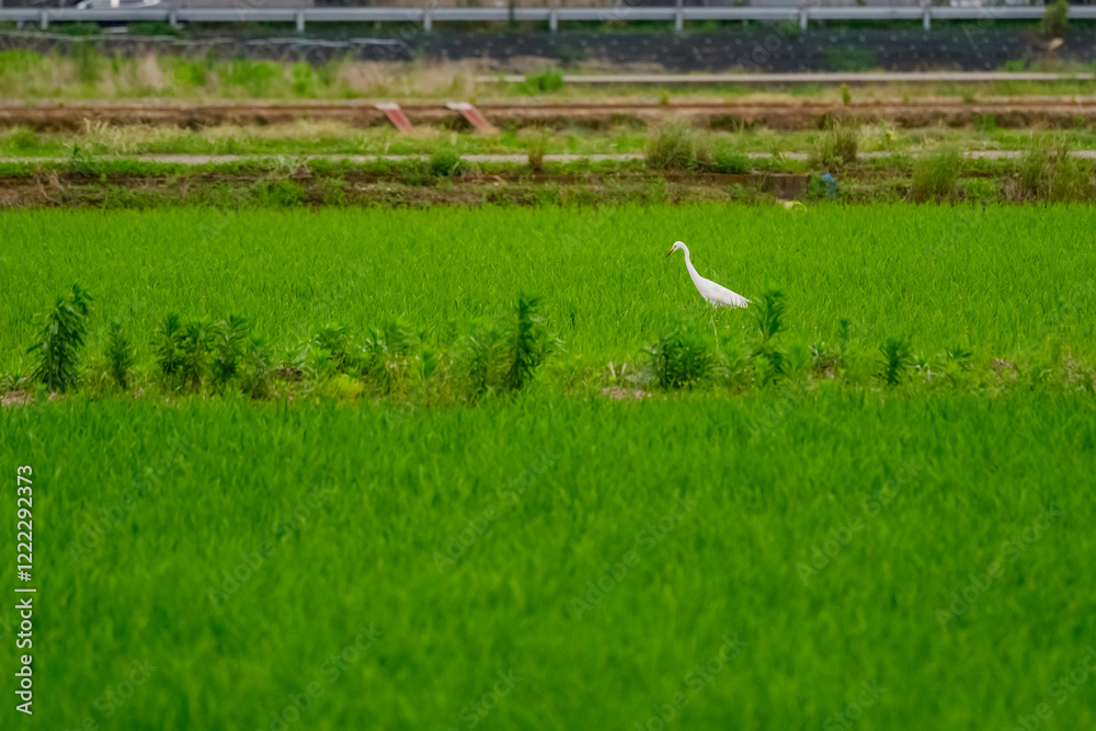 Fototapeta premium Ardea alba (white heron) searching for food in terraced rice paddies 