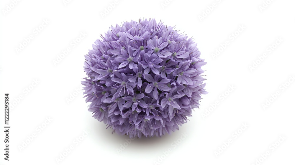 Purple floral sphere, white isolate background. Purple floral sphere, white isolate background.