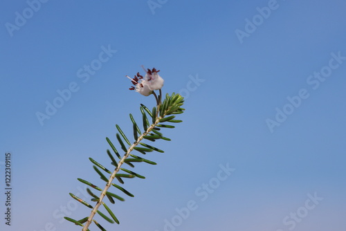 Erica manipuliflora is a plant belonging to the genus Erica photo