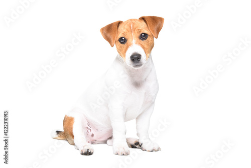 Pretty Jack Russell Terrier puppy sitting isolated on white background
