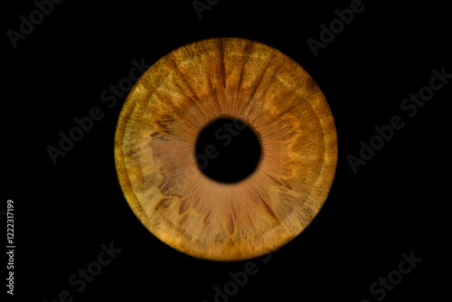 Iris humain artistique- photographie yeux

