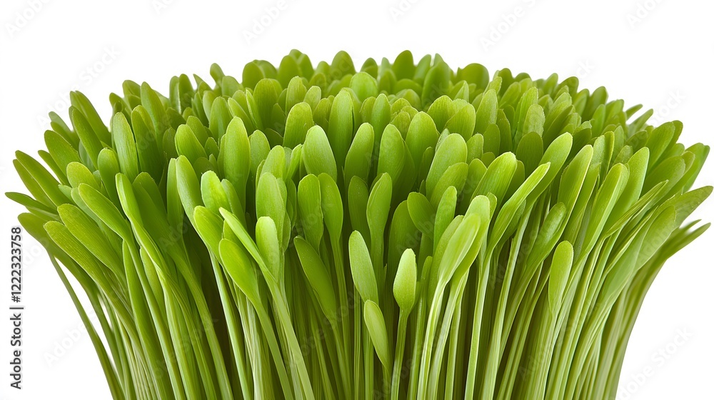 Vibrant Green Grass Blades Close Up Shot Vibrant Green Grass Blades Close Up Shot