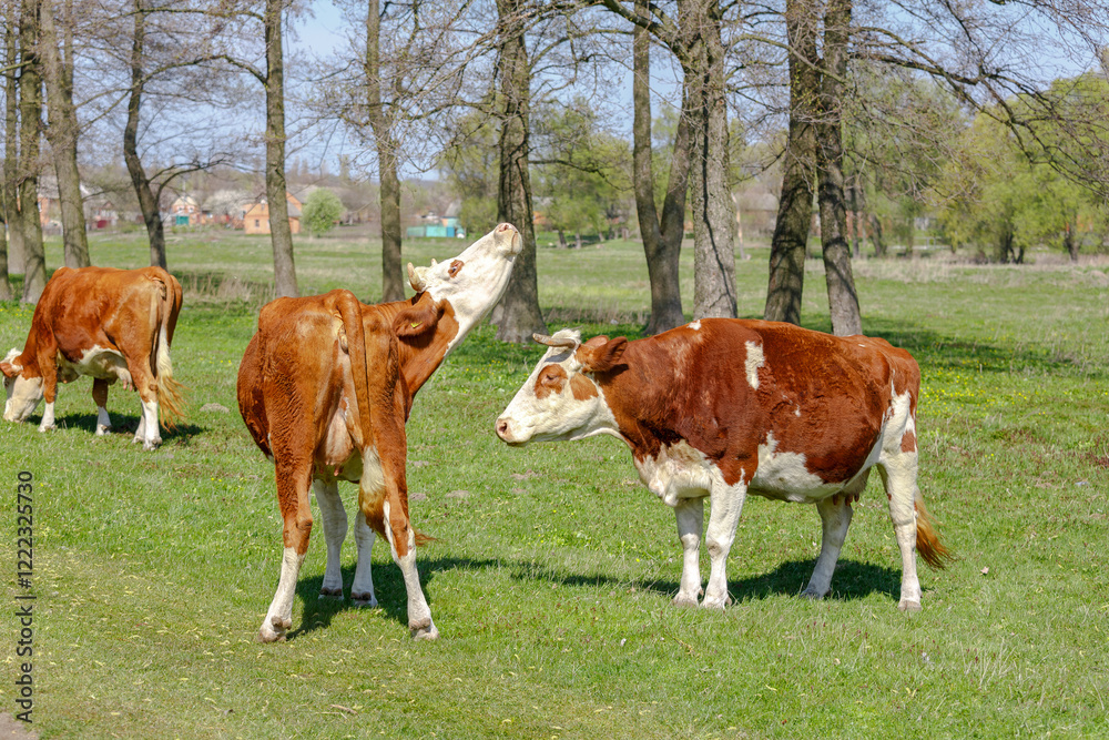 Brown and white cows grazing and interacting on green pasture in countryside. Brown and white cows grazing and interacting on green pasture in countryside.