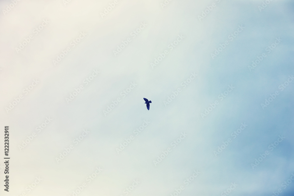 High clouds in the summer sky. Sky background. Meteorological observations of the sky. High clouds in the summer sky. Sky background. Meteorological observations of the sky.