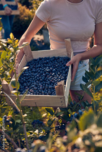 Teenager picking blueberries on a family farm as a summer part-time job.