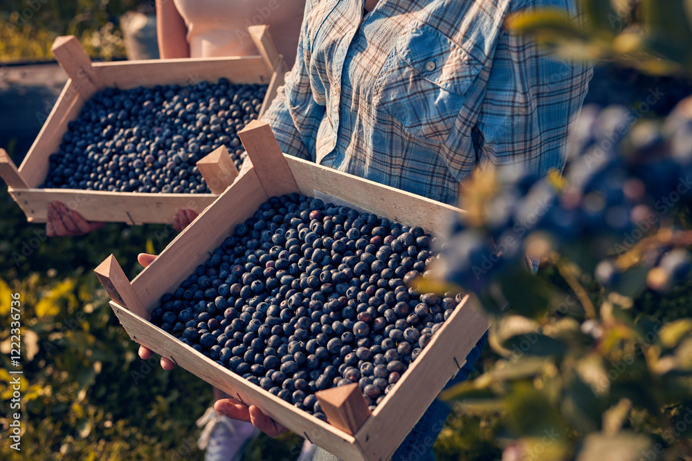 Mother and daughter picking blueberries on a family organic farm