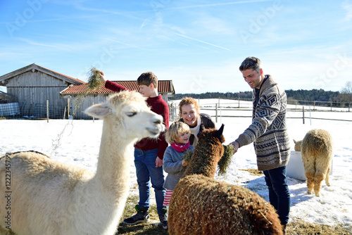 Family feeding alpacas with hay on a field in winter photo