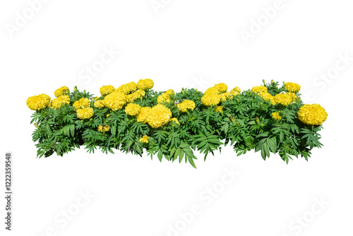 Yellow flower bush isolated