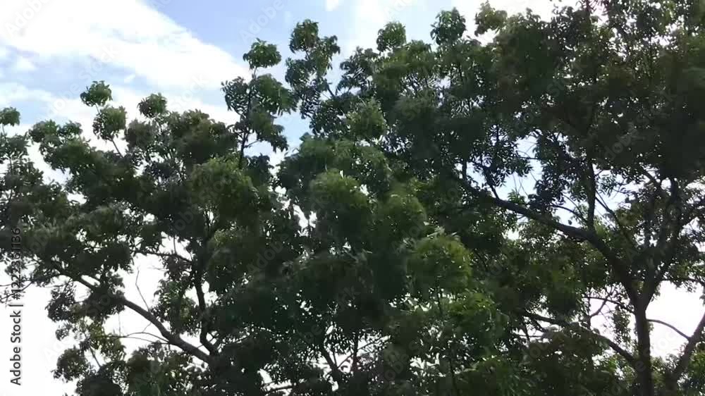 Close-up of tree branches blown by the wind, lush green tree branches and leaves against a partly cloudy blue sky. Close-up of tree branches blown by the wind, lush green tree branches and leaves against a partly cloudy blue sky.