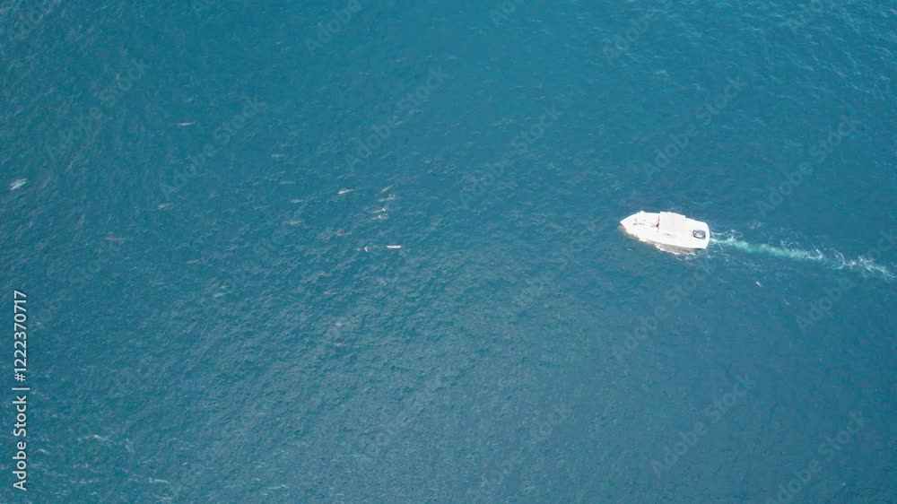 Aerial view from a drone of a flock of dolphins and a white boat. The player swims in the blue ocean, sometimes jumping out of the water creating a lot of splashes. The boat is chasing the pack Aerial view from a drone of a flock of dolphins and a white boat. The player swims in the blue ocean, sometimes jumping out of the water creating a lot of splashes. The boat is chasing the pack