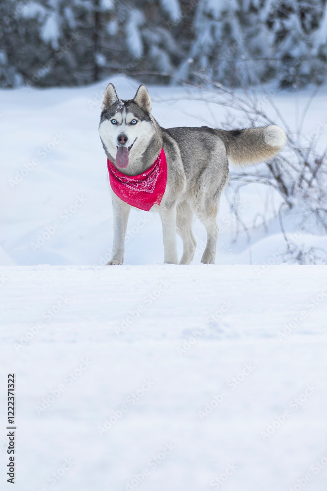 Husky dog with red scarf standing in snow smiling Husky dog with red scarf standing in snow smiling