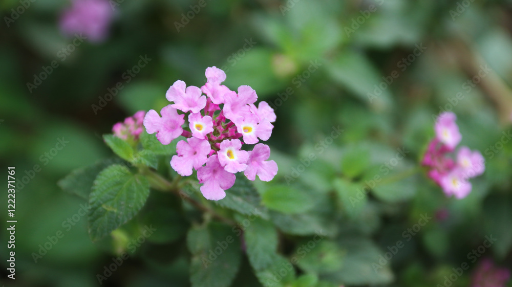 Purple Lantana Camara flower blooming in the garden Purple Lantana Camara flower blooming in the garden