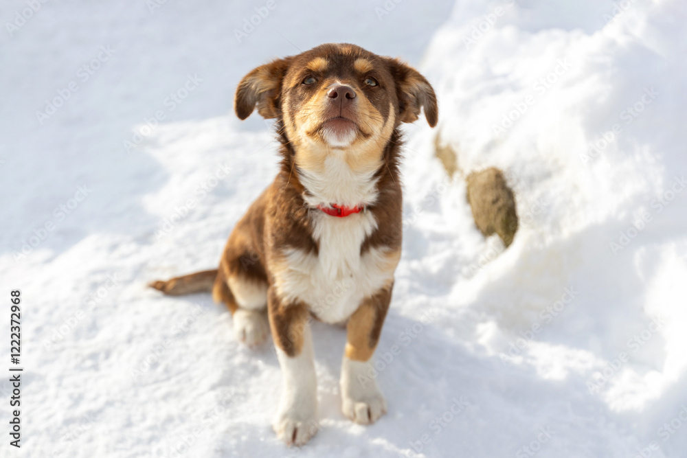 Brown mutt puppy dog sitting outdoor. Mix Breed Brown mutt puppy dog sitting outdoor. Mix Breed