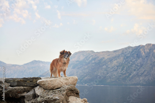 A small brown dog sits on a rocky outcrop overlooking a serene lake and distant mountains. The calm water and scenic backdrop create a peaceful setting.