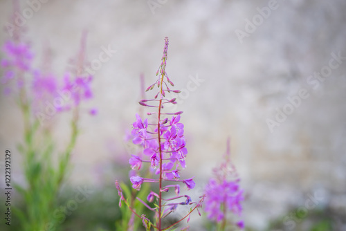 Rosebay willowherb or bombweed (Chamaenerion angustifolium). Great willowherb. Fireweed. Whitewashed wall in the background. Selective focus. photo