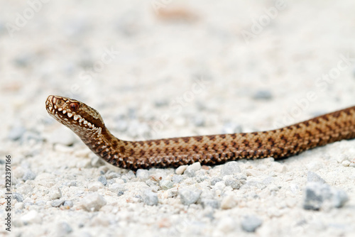 Common viper, Vipera berus photo