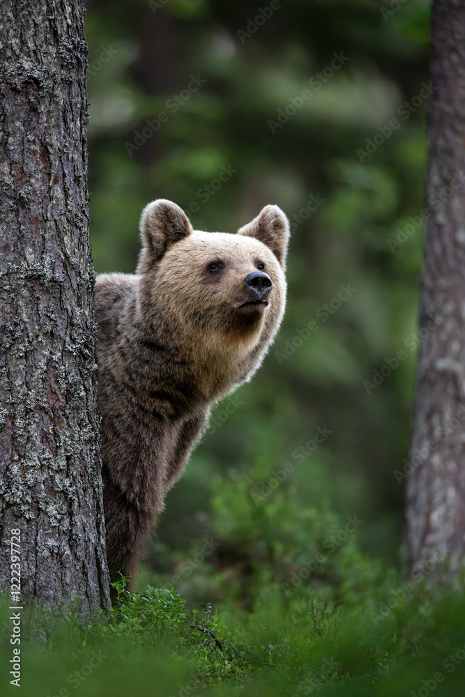 Obraz premium Female brown bear portrait in the forest